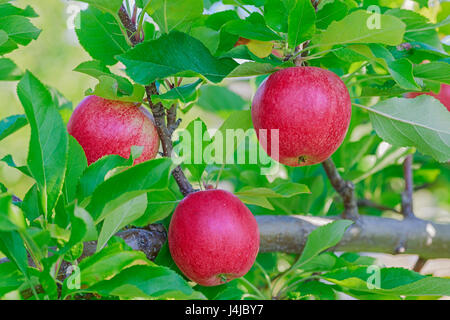 Le mele Gala nel frutteto. Foto Stock