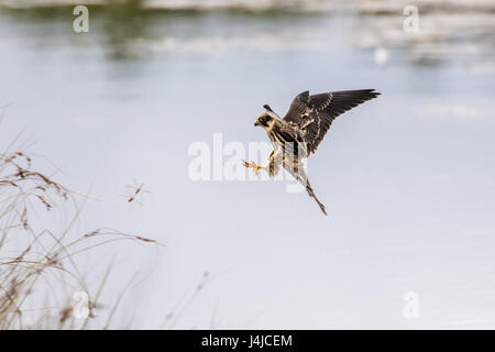 Eurasian Hobby falcon (Falco Subbuteo®) battenti, in volo, anteriori alla cattura di libellule libellula su stagno in tarda estate Foto Stock