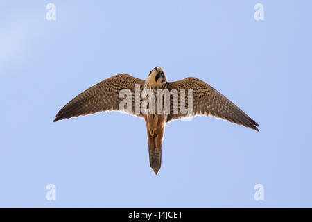 Close-up di adulto Eurasian Hobby falcon (Falco Subbuteo®) battenti, in volo overhead, lato inferiore underwing e rosso scamone pantaloni, guardando verso il basso Foto Stock