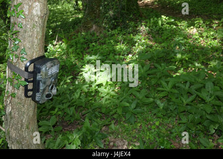 9 Settembre 2017 - sentiero boschivo fotocamera impostata in attesa per la fauna selvatica a venire lungo Foto Stock