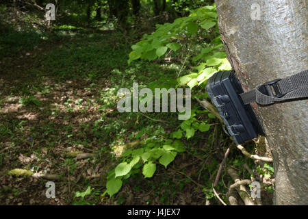 9 Settembre 2017 - sentiero boschivo fotocamera impostata in attesa per la fauna selvatica a venire lungo Foto Stock