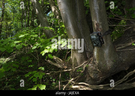 9 Settembre 2017 - sentiero boschivo fotocamera impostata in attesa per la fauna selvatica a venire lungo Foto Stock