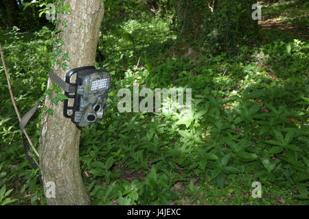 9 Settembre 2017 - sentiero boschivo fotocamera impostata in attesa per la fauna selvatica a venire lungo Foto Stock