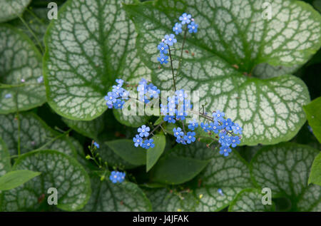 Siberian bugloss Brunnera macrophylla 'Jack Frost" Foto Stock