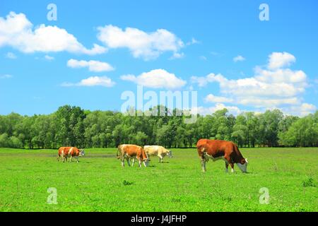 Vacche su terreni agricoli Foto Stock