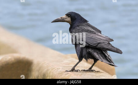 Adulto Rook (Corvus frugilegus) guardando rotondo mentre arroccato su una parete nel West Sussex, in Inghilterra, Regno Unito. Foto Stock