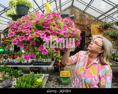 Una donna caucasica esamina appeso un cesto fiorito all'interno di una serra commerciale. Foto Stock