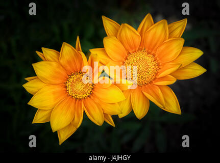 Un'immagine ravvicinata di due fiori gazania Foto Stock