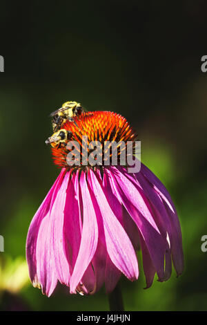Due le api da miele di nettare sip dalla testa di un fiore Echinacia blossom. Foto Stock