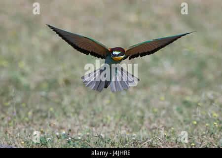 Unione gruccione in volo con la vegetazione in background Foto Stock