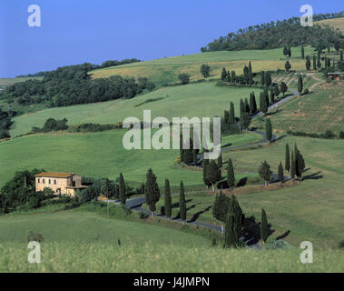 L'Italia, Toscana, Siena, paesaggio collinare, paese al di fuori della strada, estate, Toscana, campo scenario, street, agriturismo, agriturismo, agriturismo, paesaggi, olivi, cipressi, vicino a Pienza, agricoltura, campo raccolte Foto Stock