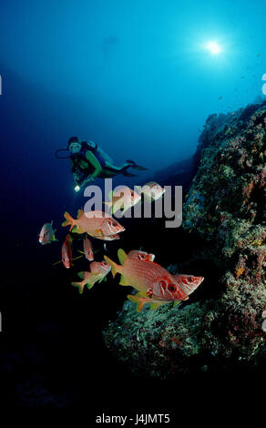 Grandi spike ussaro's fish, Sargocentron spiniferum, subacqueo, Coral reef Foto Stock