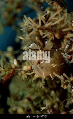 Sargassum-Angler's Pesce, B sharp trio B sharp trio, Coral Foto Stock