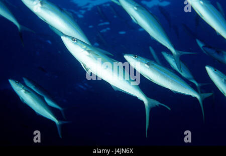 Rainbow sgombro, Elagatis bipinnulata Foto Stock