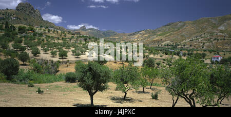 L'Italia, Calabria, Aspromonte, Pentedattilo, scenario, olivi Süditalien, paesaggio di montagna, oliveto, allegato, olive, piante utili, piante, alberi, agricoltura, olivi, Olea, economia, oliva allegato Foto Stock