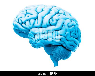 Cervello umano, illustrazione. Foto Stock