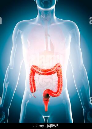 Colon umano, illustrazione. Foto Stock