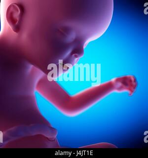 Feto umano alla 23 settimana di gestazione, illustrazione. Foto Stock