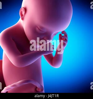 Feto umano alla settimana 30 di gestazione, illustrazione. Foto Stock