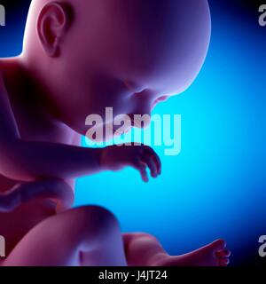 Feto umano alla settimana 37 di gestazione, illustrazione. Foto Stock