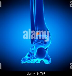 Illustrazione della sezione anteriore tibiofibular legamento. Foto Stock