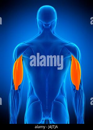 Illustrazione dei tricipiti muscolo. Foto Stock