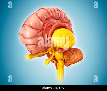 Illustrazione dell'anatomia del cervello umano e le sue arterie. Foto Stock