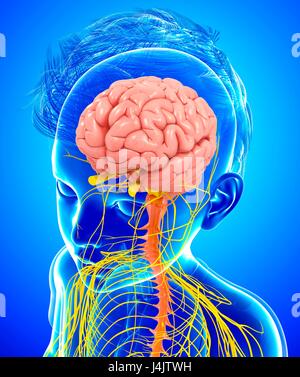 Illustrazione di un bambino il cervello e il sistema nervoso. Foto Stock