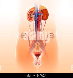 Illustrazione del maschio sistema urinario. Foto Stock