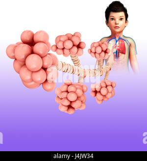 Illustrazione degli alveoli in un bambino del polmone. Foto Stock