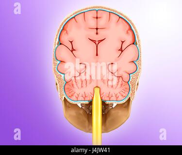 Illustrazione di una sezione coronale attraverso il cervello umano. Foto Stock