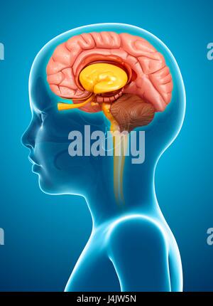 Illustrazione di un bambino anatomia cerebrale. Foto Stock