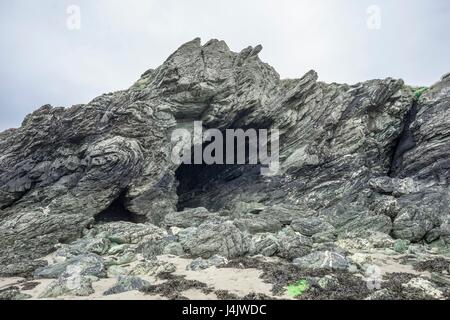 Piegate il rock degli strati rocciosi e grotte a Porth Dafarch, Anglesey, Galles, UK. Essa è formata di scisto, originari come limi e fanghi su un pavimento di mare 600 alcuni milioni di anni fa. Più tardi fu profondamente sepolto, schiacciata, e riscaldato a temperature di 500 gradi Celsius Foto Stock