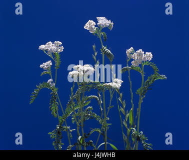 Schafgarbe, Achillea millefolium, fiorisce la natura, botanica, flora, piante, fiori, Schafgarbe comune, in trincea, erbe officinali e piante medicinali, erbe e piante medicinali, natura farmaci, Schafgarbenblüten, vimini blossom piante, Asteraceae, Compositae, Achillea, covone herb, Garbewurz, Gerwel, la mano di Dio, barbecue herb, Ebreo di herb Schafzungen, Achillenkraut, infiorescenza, da luglio ad agosto, erbe, da maggio a giugno Foto Stock