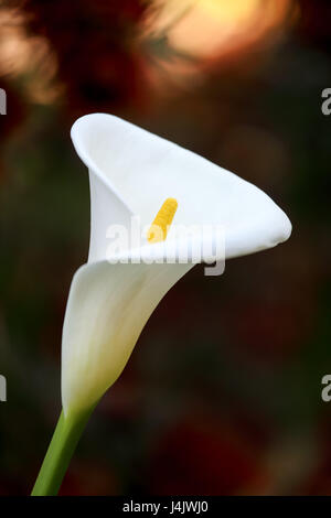 Un unico fiore di Calla Lily contro dark blur sullo sfondo Foto Stock