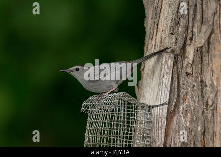 Grigio Catbird arroccato su suet alimentatore. Foto Stock