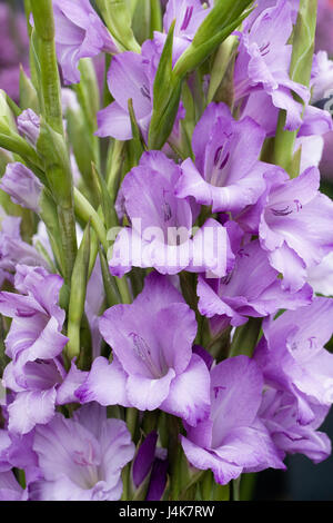 Gladiolus "Occhi di velluto' fioritura in primavera. Foto Stock
