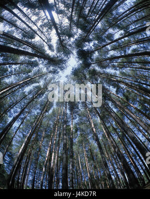 Legno, alberi, dal di sotto al di fuori, Spagna, Castiglia, Cuenca, provincia, conifere, la foresta di conifere, tronchi, rami, piante, vegetazione, botanica, natura Foto Stock