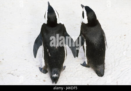 I pinguini di vetro, Spheniscus demersus, vista posteriore animali, uccelli, flugunähig, uccelli di mare, pinguini, Sfenisciformi, due Foto Stock