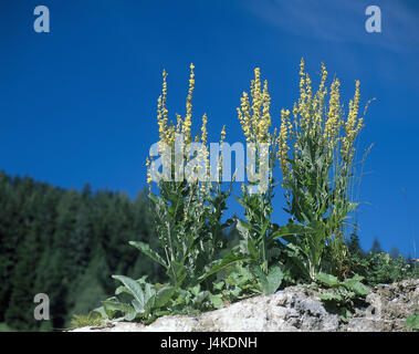 Nero grande mullein, Molène nigrum pianta, piante officinali e piante ornamentali, grande mulleins, lana fiore, Molène, Rachenblütler, Braunwurzgewächs, Scrophulariaceae, fiorisce, giallo Foto Stock