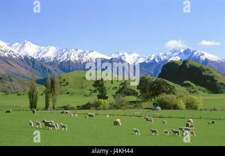Nuova Zelanda, isola del sud, a sud del monte incubo di rango, prato, il gregge di pecore, Nuova Zelanda, Sud dell'Islanda, del Pacifico, Pacific Island, isola, Nuova Zelanda alpi, alpi del sud, montagne, montagne, neve, innevato paesaggio montano, regione montagnosa, pascoli, pecore, si concentra, agricoltura, economia del bestiame, Foto Stock