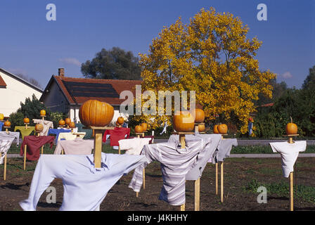 In Germania, in Baviera, campo di zucca, scarecrows, zucche Europa, Baviera, allegato, zucca, piante di zucca, fine estate, autunno, il raccolto, il tempo del raccolto, frutti, resa a disposizione Foto Stock