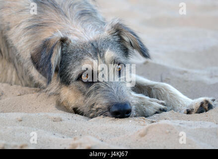 Lone cane randagio giace sulla sabbia su una spiaggia deserta Foto Stock