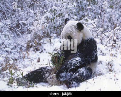 Legno, big panda, Ailuropoda melanoleuca, sedersi, bambù, ingestione, inverno mondo animale, deserto, la fauna selvatica, animale mammifero, predator, gatto, orso panda, panda, panda, specie animale, mette a repentaglio, minaccia, la protezione delle specie in via di estinzione, neve Foto Stock
