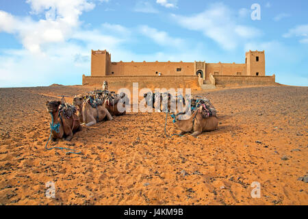 Cammelli in Erg Shebbi deserto in Marocco Foto Stock