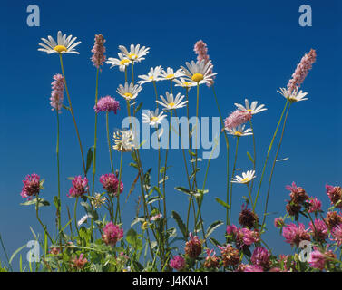 Fiori di prato, margine di riti, trifoglio rosso Wiesenknöterich flower meadow, dettaglio, vegetazione, piante, crescita, varietà, differenza, fiori, fiori estivi, fiori selvatici e piante selvatiche, estate, prato estivo, natura, ambiente, habitat, ecosistema, integralmente, intatta, naturale, blossoms, Bianco fiore rosso, rosa, trifoglio, sole, calore, idillio, bellezza, naturalità Foto Stock