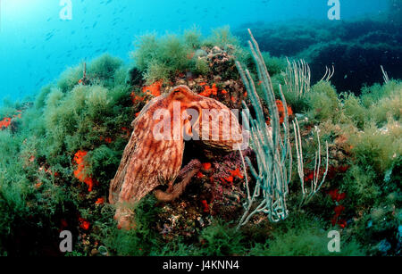 Polpo, Octopus vulgaris, reef Foto Stock