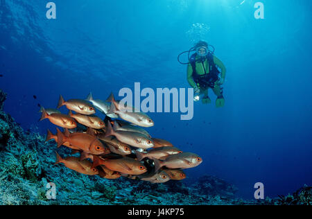 Sogno di pesce rosso, fermi, Lutjanus campechanus, subacquei Foto Stock