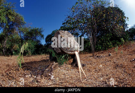Komodowaran, Varanus komodoensis Foto Stock