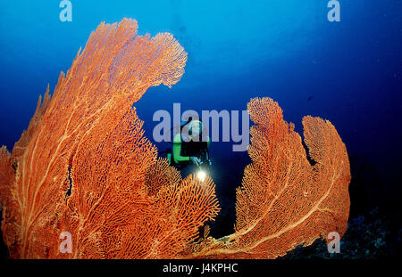 Coral reef, subacqueo Foto Stock